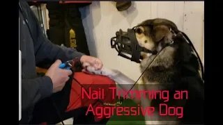 Aggressive dog nail trim - How to