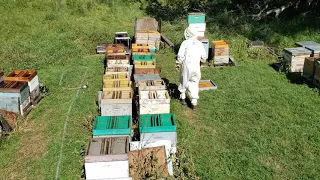 Підготовка бджіл до зими . Швидкий спосіб роздачі сиропу.  (Подготовка пчел к зиме)