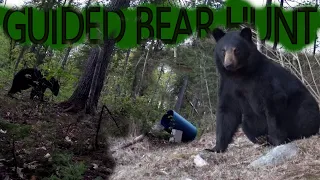 What you NEED TO KNOW for your First Guided BLACK BEAR HUNT