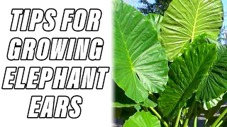 🌴 TIPS FOR GROWING ELEPHANT EARS IN POTS 🐘🐘🐘