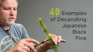 Bonsaify | 49 Examples of Decandling & Wiring Young Japanese Black Pines