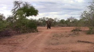 An elephant paying respect to a fallen comrade