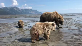 Alaskan bear family clamming very close to us.