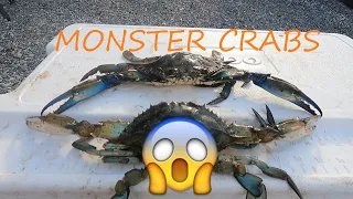 Catching MONSTER Blue Crabs - Best Day of Crabbing EVER - Best Way to Catch Monster Blue Crabs