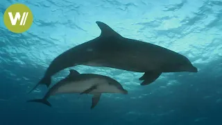 Diving with dolphins 🐬