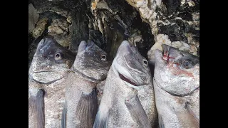 technique de peche du sar au flotteur en mer du bord