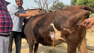 Retention of urine in cow l dr umar khan