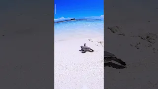 Baby Turtle Takes First Steps In The Sea