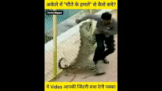 अकेले में चीते और बाघ के हमले से कैसे बचे, जिंदगी बचाने वाली वीडियो amazing facts Cheetah tiger