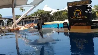 Tenerife Loro Parque Orca World Day Out Part 6