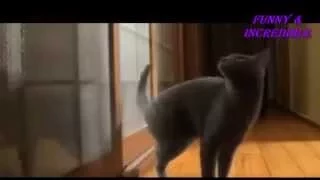 HOT SELECTION Jokes ANIMAL 2 - ГОРЯЧАЯ ПОДБОРКА ПРИКОЛОВ С ЖИВОТНЫМИ 2