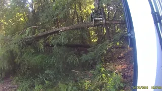 Taking down trees with a Bobcat E35