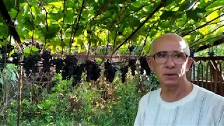 Технические сорта винограда, виноградник Алексея Бойко 2019г