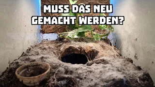 Müssen Vogelspinnen-Terrarien öfters mal neu eingerichtet werden?    #TeamTinyVenoms