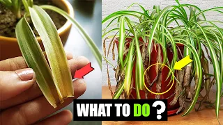 What to do when spider plant leaves turn yellow ?