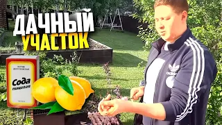 Нежный шашлык в маринаде из соды и лимона