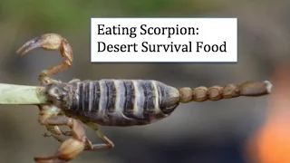 Eating Scorpion. Desert Survival Food. Bushcraft Survival Skills (HD)