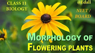 Morphology of Flowering Plants Class 11 | NCERT Biology | NEET 2022-23 | Smart Revision in One Shot
