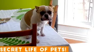 Secret Life of Pets Funniest Compilation 2019 | Funny Pet Videos