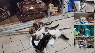 The mother gave birth and raised her kittens inside a store in the mall. Adorable Paws