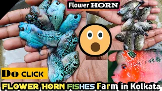 Flower horn fishes Farm at Westbengal in india🇮🇳