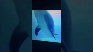 Dolphin Kick (2019) Trailer