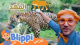 حديقة حيوانات تعرف على الكثير من الحيوانات المشوقة! | بليبي بالعربي- Learn About Amazing Animals 🐆