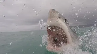 Heatwave Beachgoers See String of Shark Attacks