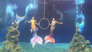 遠雄海洋公園-美人魚