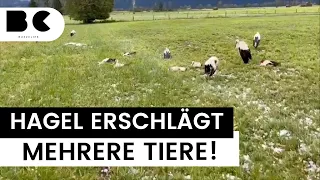 Bayern: Heftiger Hagel tötet mehrere Tiere