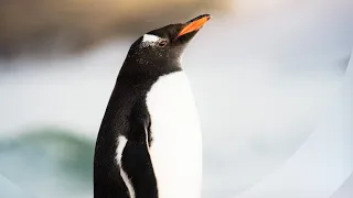 Penguin Life on the Antarctic Peninsula | Cinematic Nature Short | 4K60