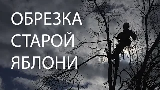 Обрезка плодовых деревьев: весенняя обрезка старой яблони в саду в Раменском www Tree Work ru