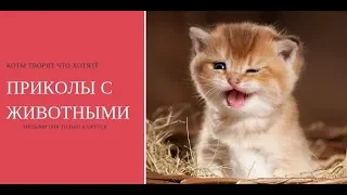 Я РЖАЛ ПОЛ ЧАСА. Смешные Коты и Собаки. ПРИКОЛЫ С ЖИВОТНЫМИ. Cute Cats #125