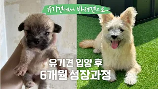 Record of 6 months of growth after adoption of abandoned dogs