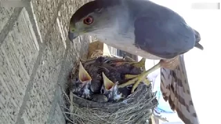 Halcón roba dos pichones de nido.