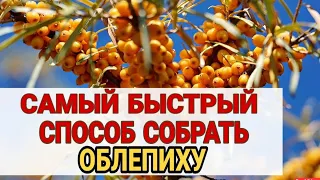 КАК БЫСТРО СОБРАТЬ ОБЛЕПИХУ. ПРИСПОСОБЛЕНИЕ ДЛЯ СБОРА ЯГОД ОБЛЕПИХИ