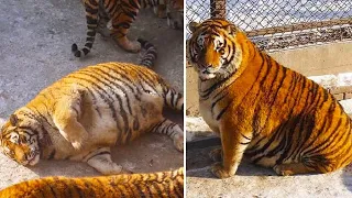 15 Fattest Wild Animals Ever Seen