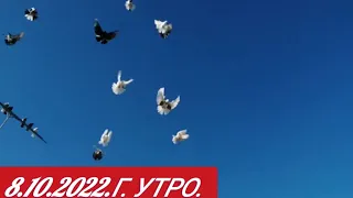 🕊️ Голуби 🕊️ Скоро будет Гон! 🔥Потери не избежны🔥 8.10.2022 г.🎥🇷🇺🕊️