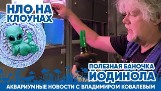 Аквариумные новости с Владимиром Ковалевым (22.02.2024). Оч.умелые аквариумные ручки!