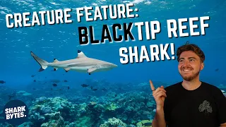 Creature Feature: Blacktip Reef Shark!