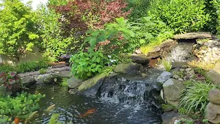 Relaxing Meditation - Sounds of Waterfall - Koi Pond Daytime