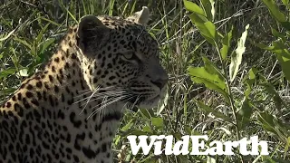 WildEarth - Sunrise  Safari - 13 June 2022