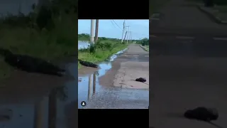 OMG!!!😡😡 Crocodile eats dog in Portmore, Jamaica Graphic Content.