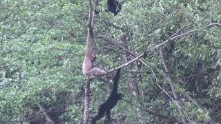 Black Crested Gibbons Enjoying Life Despite Their Critically-Endangered Status!