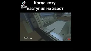 когда наступил на хвост кота