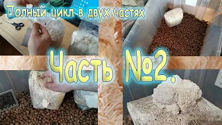 35. Полный цикл выращивания ежовика гребенчатого в двух частях. Часть №2