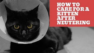 How to Care for a Kitten After Neutering - A Quick Guide