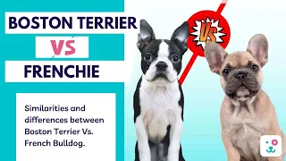 Boston Terrier Vs French Bulldog | Must Know Before Choosing | Monkoodog