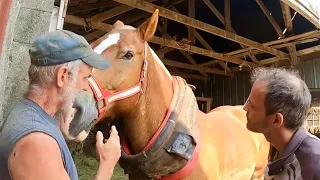 How to fit a Collar on a Draft Horse!! // D-Ring Harnesses #492