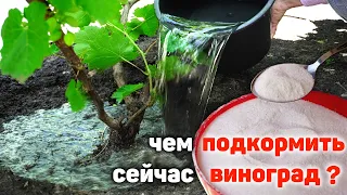 Чем сейчас подкормить виноград?